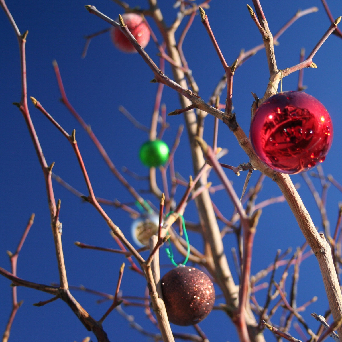 photo of bare, sparse tree branches with scattered christmas ornaments